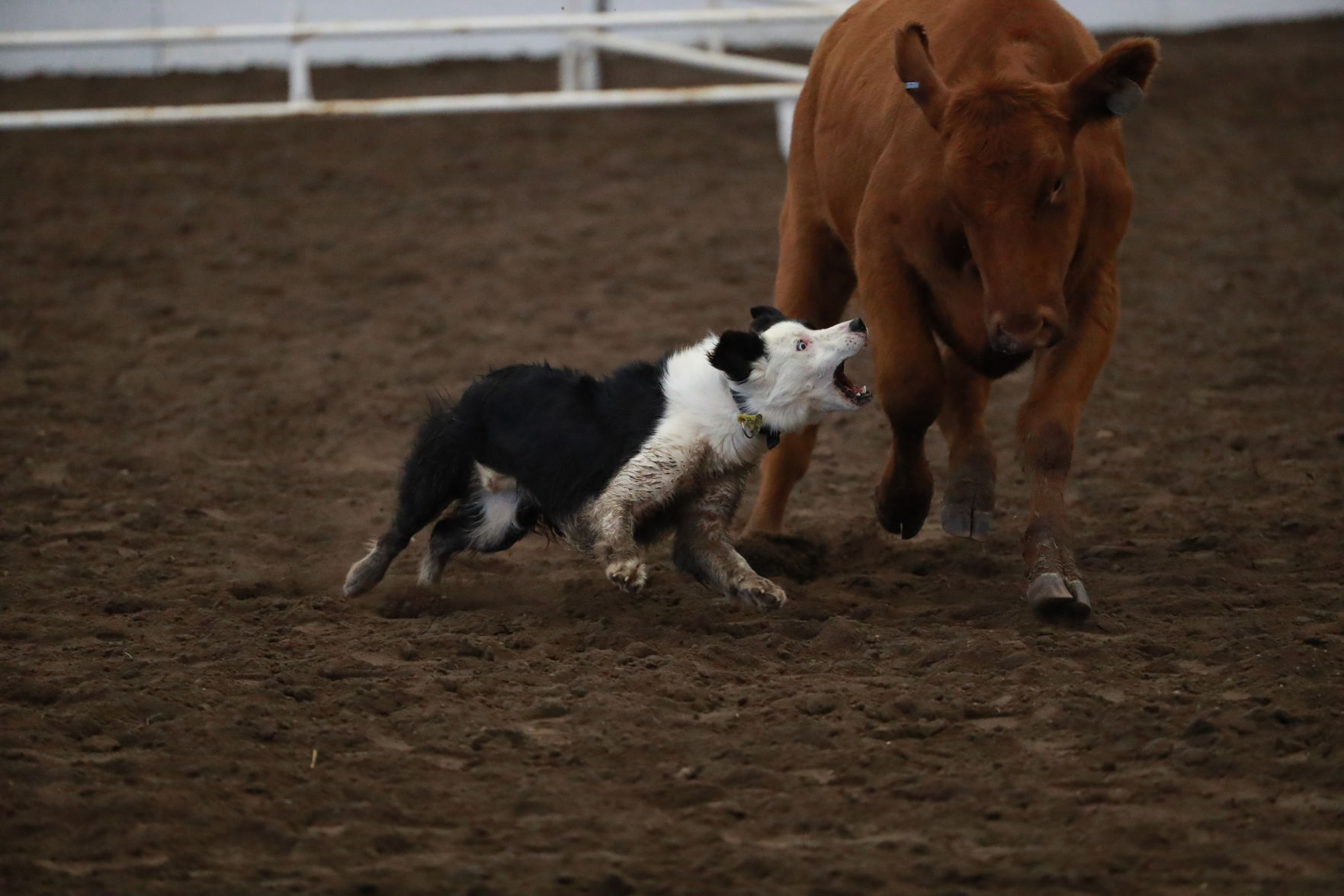 082819_StateFair0015_bjs.jpg